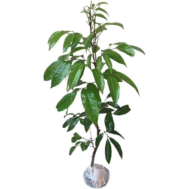 無核荔枝苗 妃子笑、糯米糍、桂味南北方種植指南與當(dāng)年結(jié)果潛力