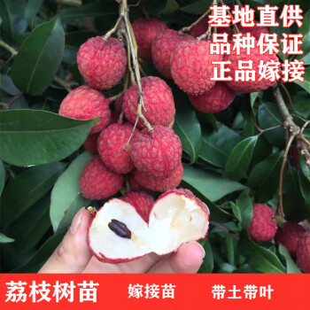 無核荔枝 落沙園優選品種與種植指南