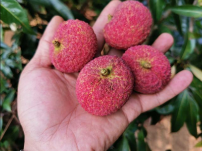 荔枝新貴對決 仙進奉、井崗紅糯與無核荔枝，誰是王者？