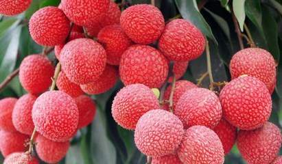 無核荔枝的種植條件與技術要點